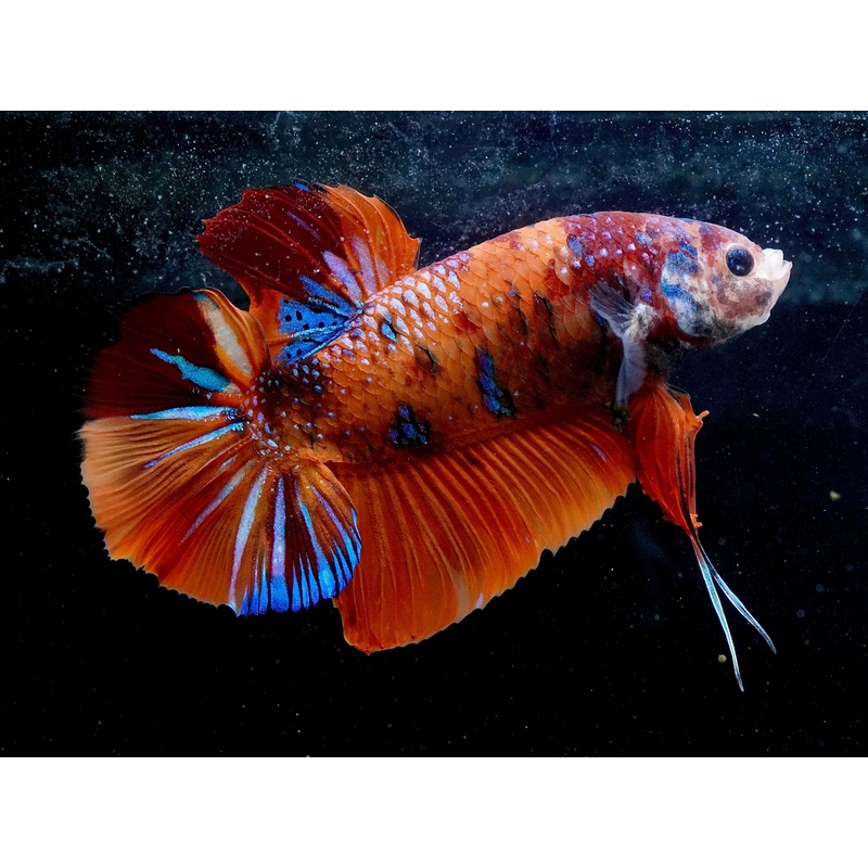 #3 (New Arrival) REAL GIANT KING Candy Tiger Nemo Koi -Male Plakat Betta Fish – High Quality Live Aquarium Male Betta Fish
