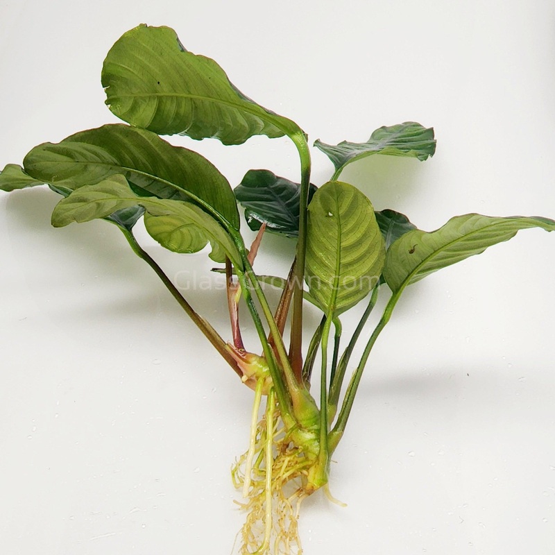 Anubias Coffeefolia Mother