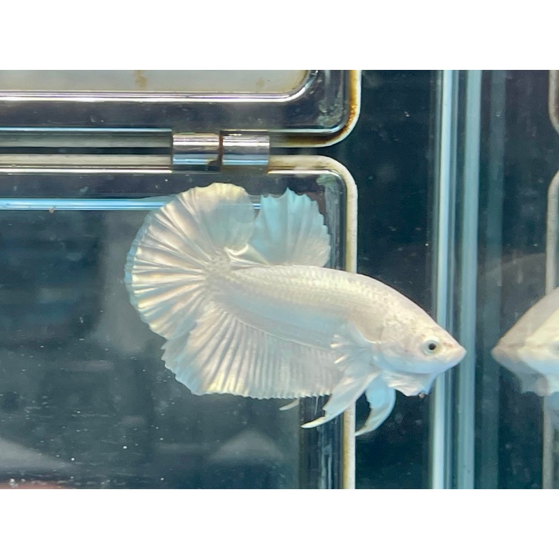 * Betta * Platinum White HMPK #P21 (Actual Fish)