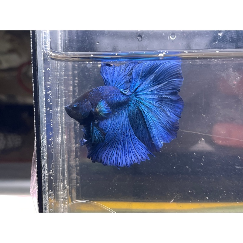 * Betta * Royal Blue HM #HM60 (Actual Fish)
