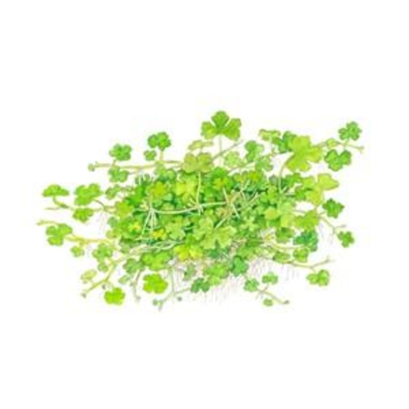 Tropica Hydrocotyle tripartita 1-2-GROW!
