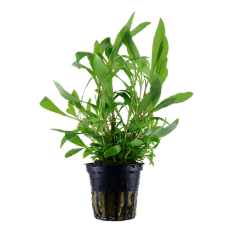 Tropica Hygrophila Siamensis 53B in Pot