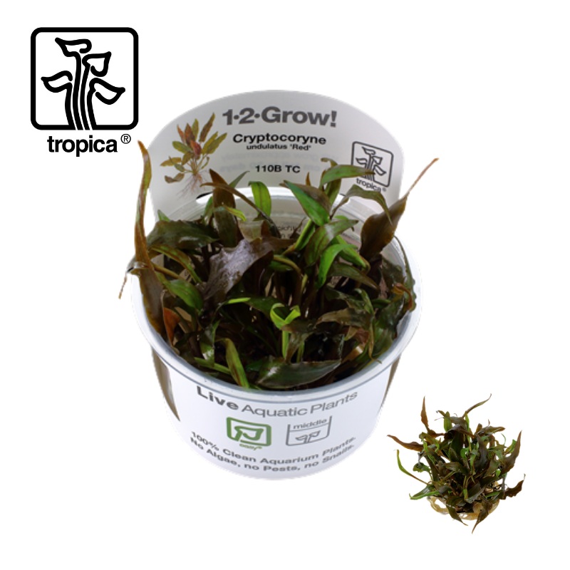 Tropica In-Vitro 1-2-Grow! Cryptocoryne Undulatus ‘Red’