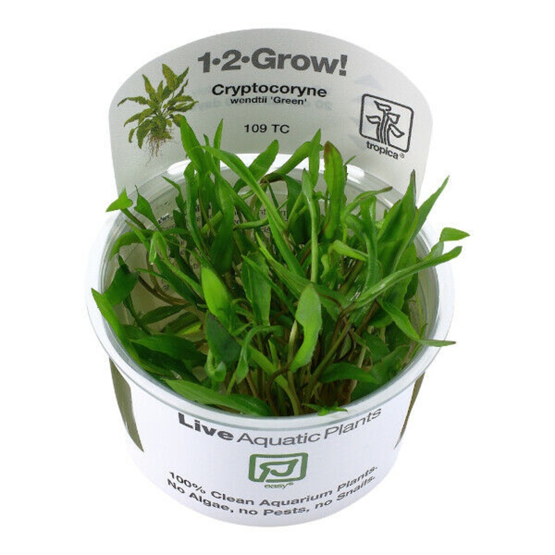 Tropica In Vitro 1-2-grow! Cryptocoryne wendtii ‘Green’