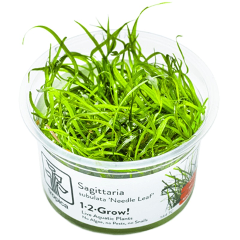Tropica Sagittaria subulata ‘Needle Leaf’ 1-2-GROW!
