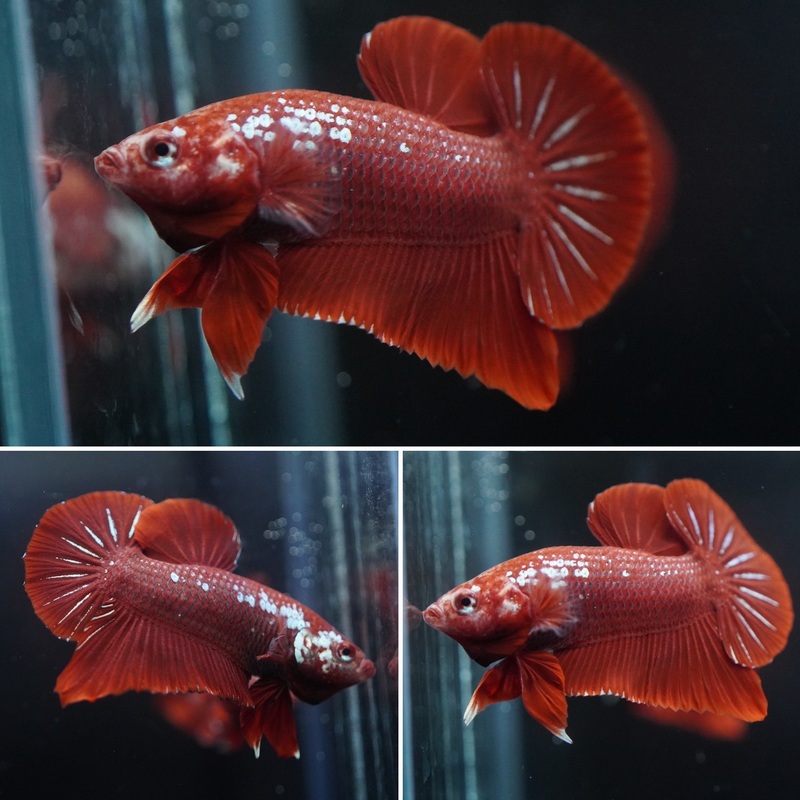 #18 (New Arrival) Rare Red Mamba Samurai Male Plakat Betta Fish – High Quality Live Aquarium Male Betta Fish