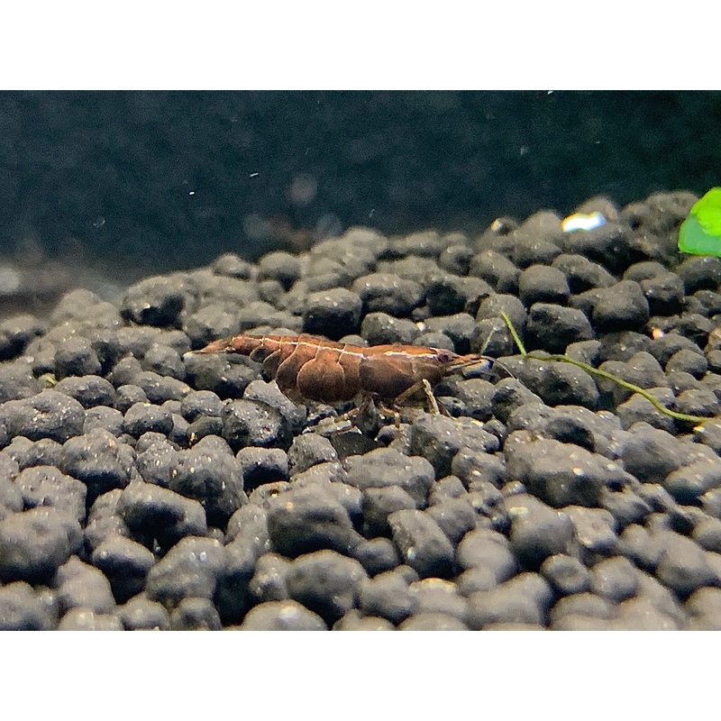 * Shrimps * Chocolate Shrimps (10 pieces)