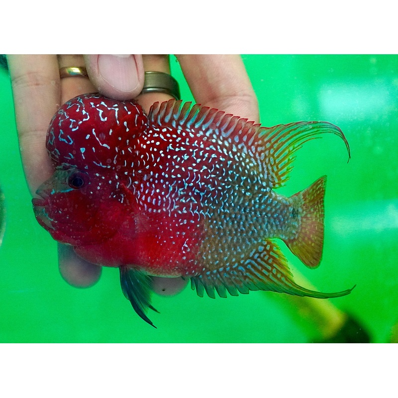#2 Two Tones Dragon Flowerhorn