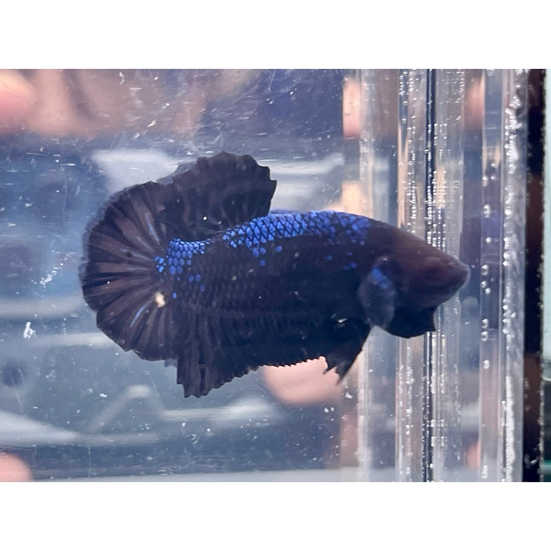 * Betta * Black Melano HMPK #P82 (Actual Fish)