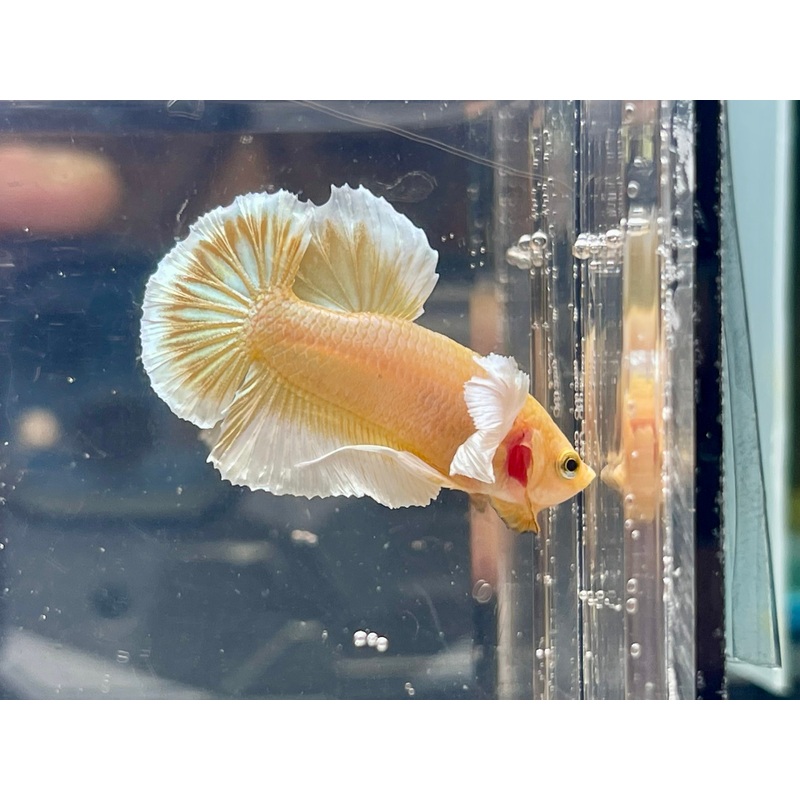 * Betta * Dumbo Gold Butterfly HMPK #D1 (Actual Fish)