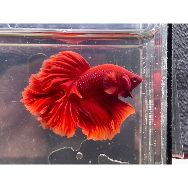 * Betta * Red HM #HM54 (Actual Fish)