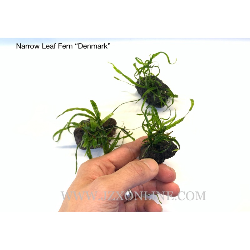 *Plants* Narrow Leaf Fern Denmark on wood (per piece)