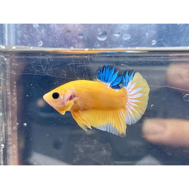 * Betta * Yellow Hellboy HMPK #Y2 (Actual Fish)