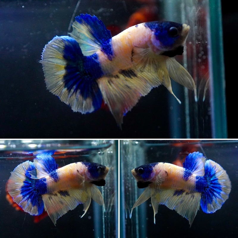 #4 (New Arrival) Yellow Marble Nemo Koi Male Plakat Betta Fish – High Quality Live Aquarium Male Betta Fish