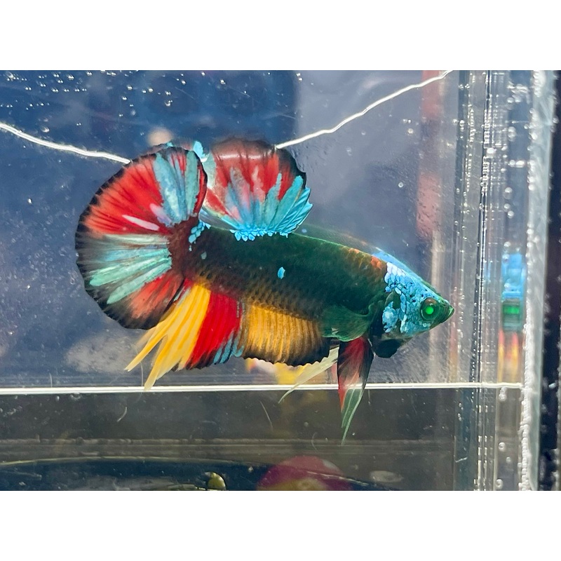 * Betta * HULK Fancy HMPK #HU28 (Actual Fish)