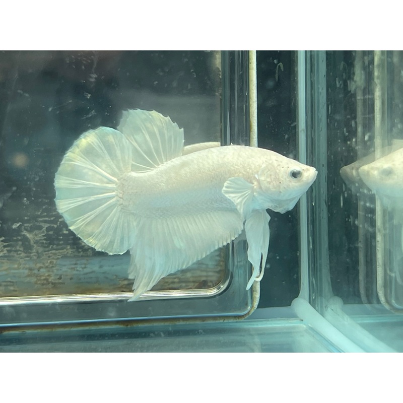 * Betta * Platinum White HMPK #P17 (Actual Fish)