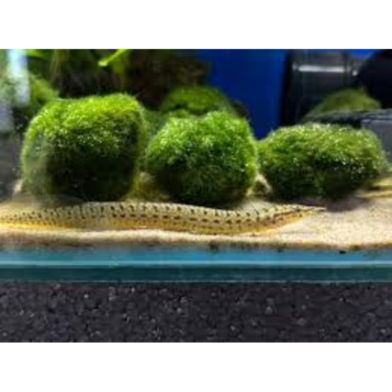 Yellow Fin Spiny Eel