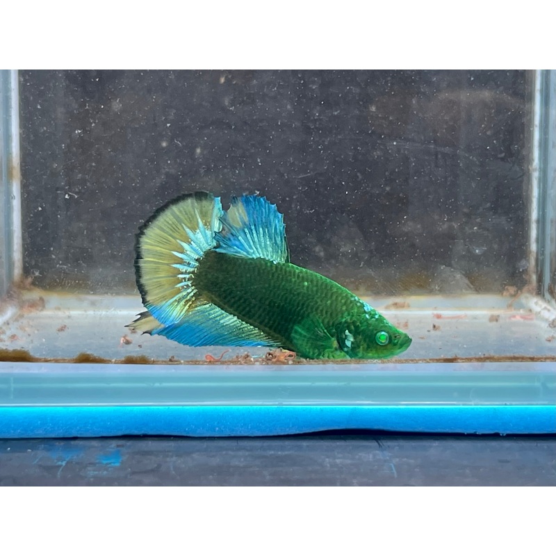 * Betta * HULK HMPK #HU33 (Actual Fish)
