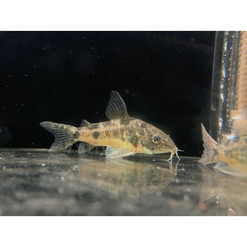 * Corydoras * Corydoras Paleatus Peppered Cory (10 pieces)