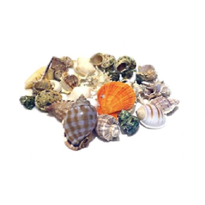 Mix Seashell Decoration