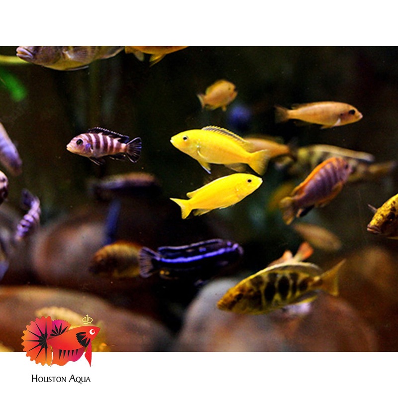 (Pack of 1) Mixed Color African Cichlids size 1.8
