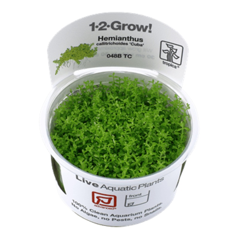 Tropica Hemianthus callitrichoides ‘Cuba’ 1-2-GROW!