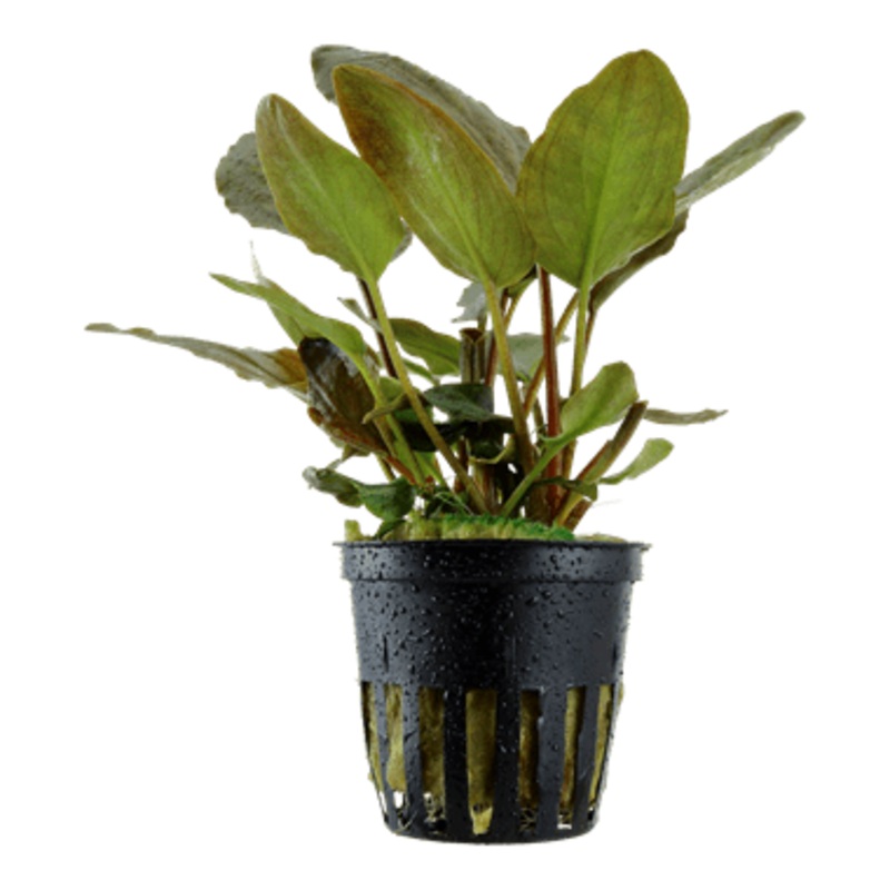 Tropica Lagenandra meeboldii ‘Red’ in Pot