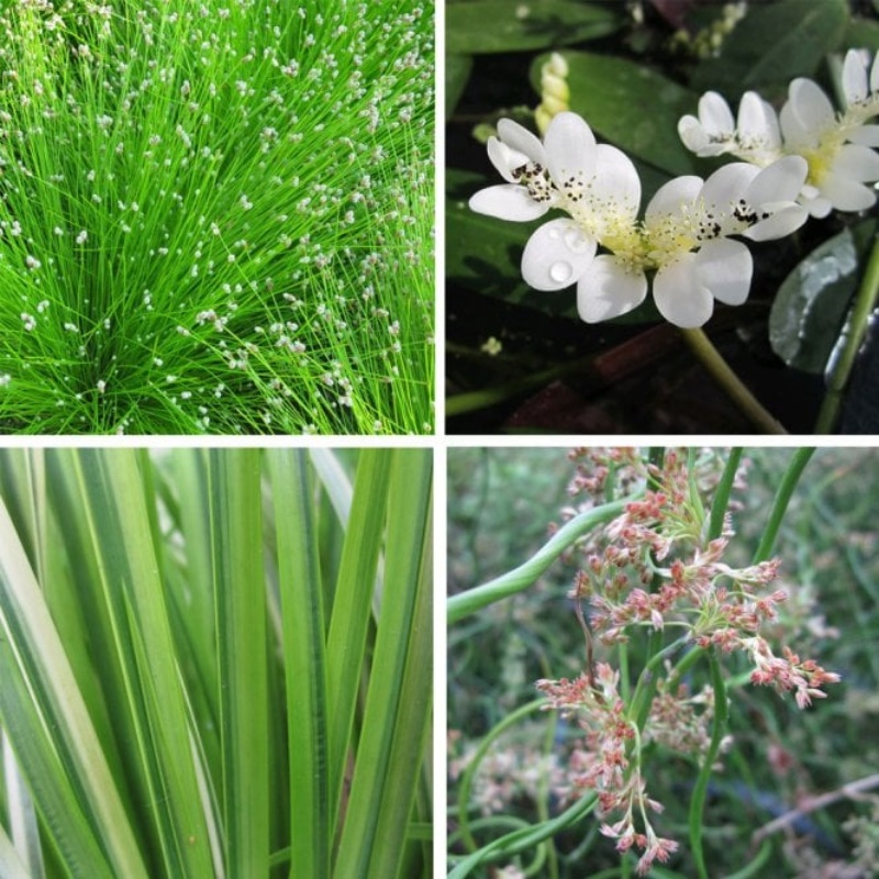 Winter Pond Plant Collection Bundle Pack of three (3)