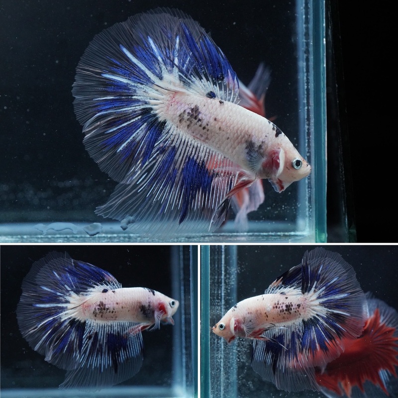 #15 (New Arrival) Blue Grizzle Marble Butterfly Over Halfmoon Tail – High Quality Live Aquarium Male Betta Fish