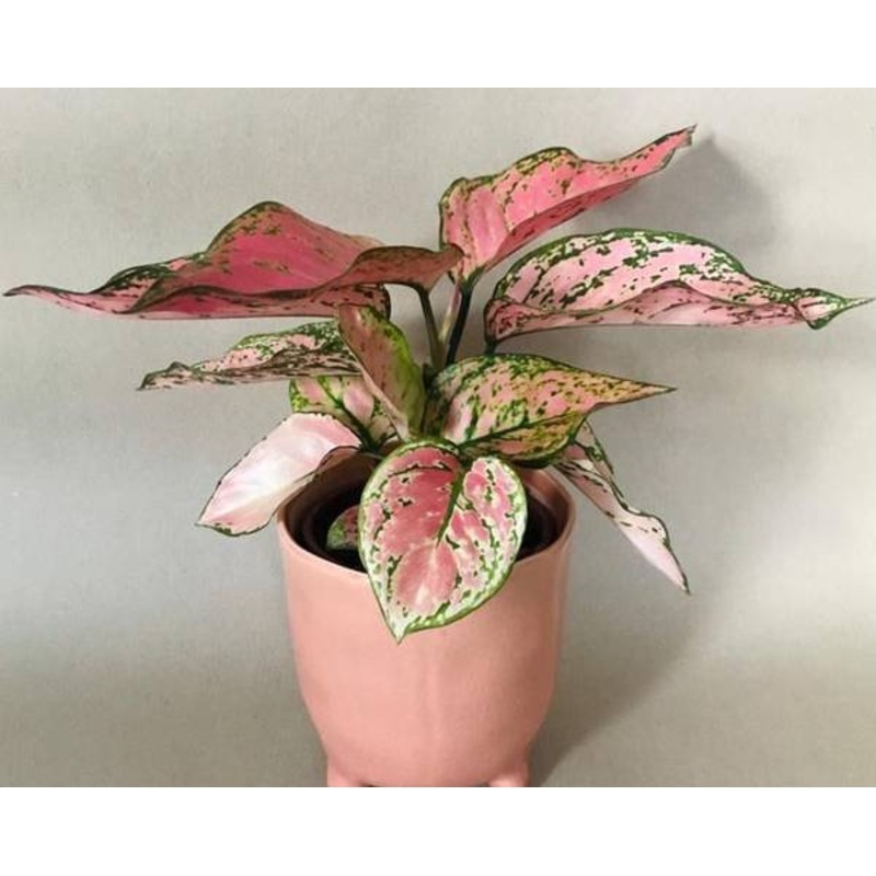 Aglaonema pink valentine ( Single plant)