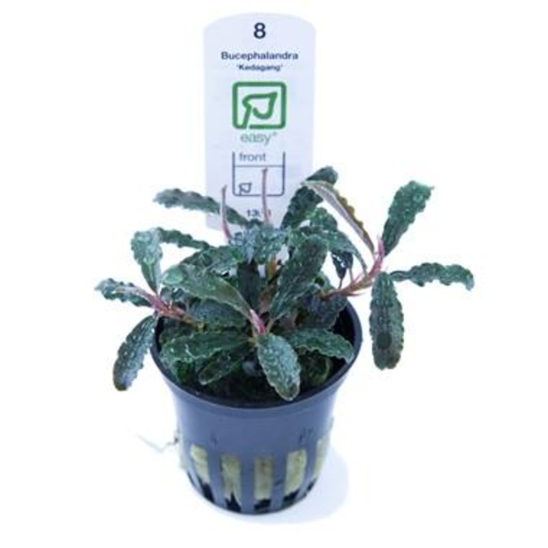 Tropica Bucephalandra ‘Kedagang’ in Pot