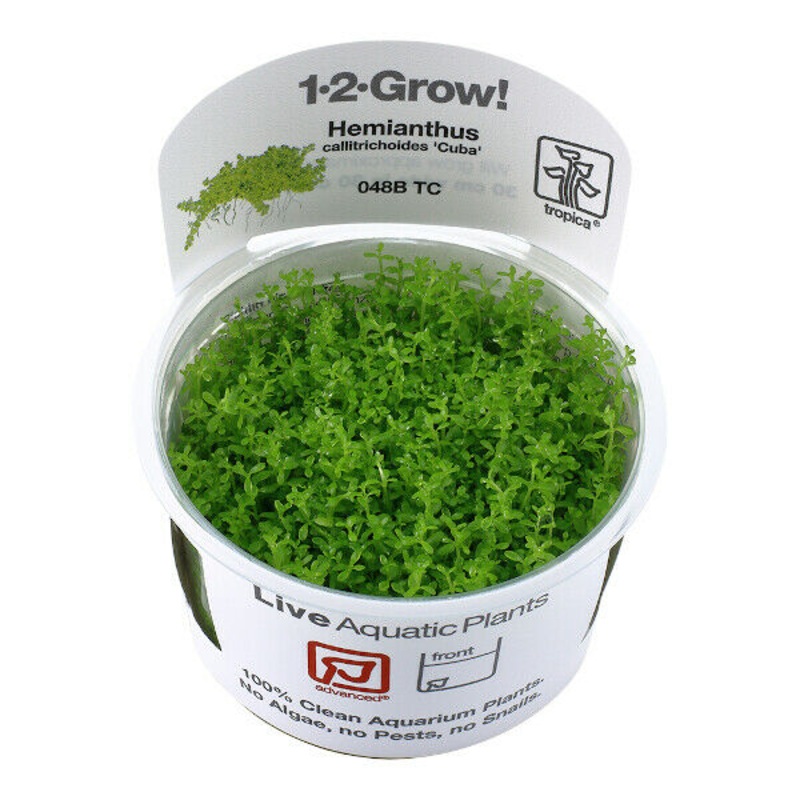 Tropica In Vitro 1-2-grow! Hemianthus callitrichoides ‘Cuba’