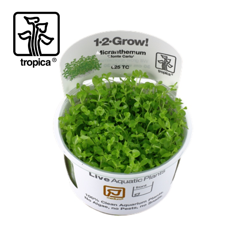 Tropica In-Vitro 1-2-Grow! Micranthemum ‘Monte Carlo’