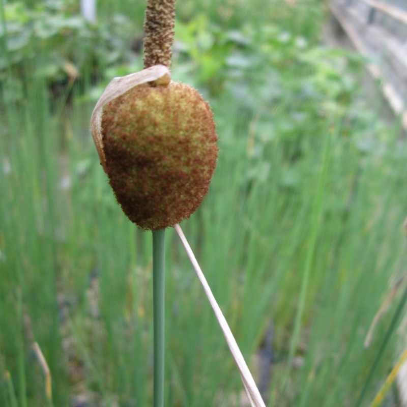 Typha Minima Miniature Bulrush 9cm (3pk)