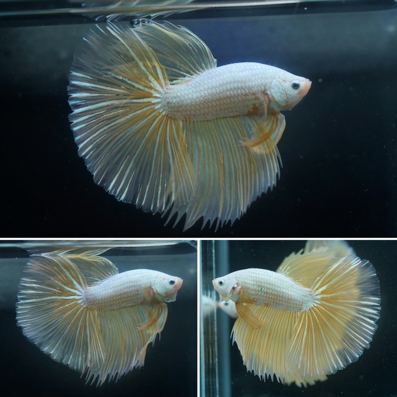 White Dragon Scale Yellow Tail Over Halfmoon – Live Aquarium Male Betta Fish