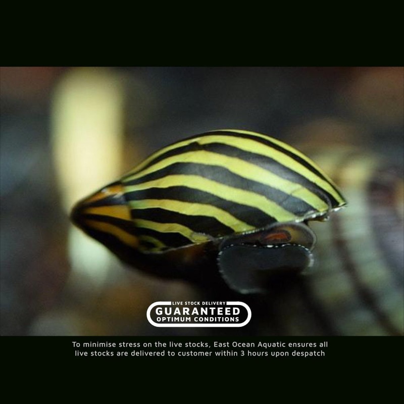 Zebra Nerite Snail