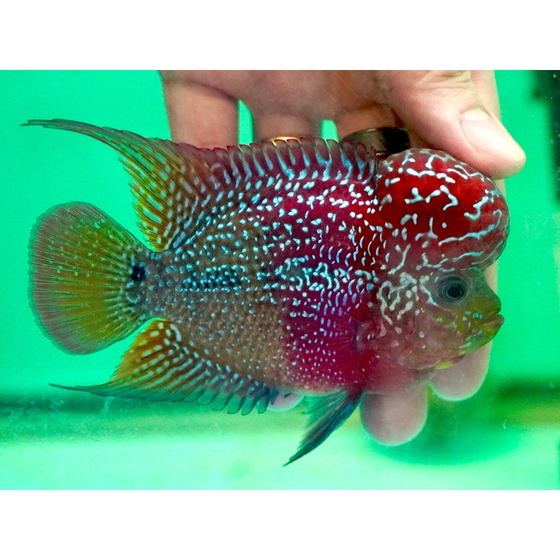 #3 Two Tones Dragon Flowerhorn