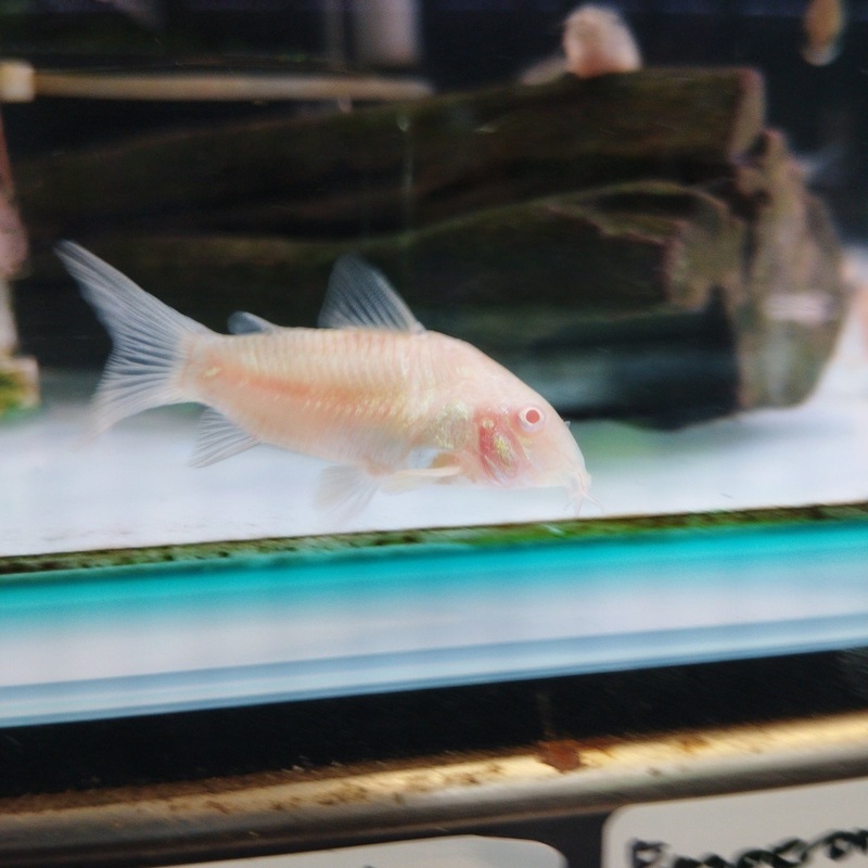 Albino Corydoras