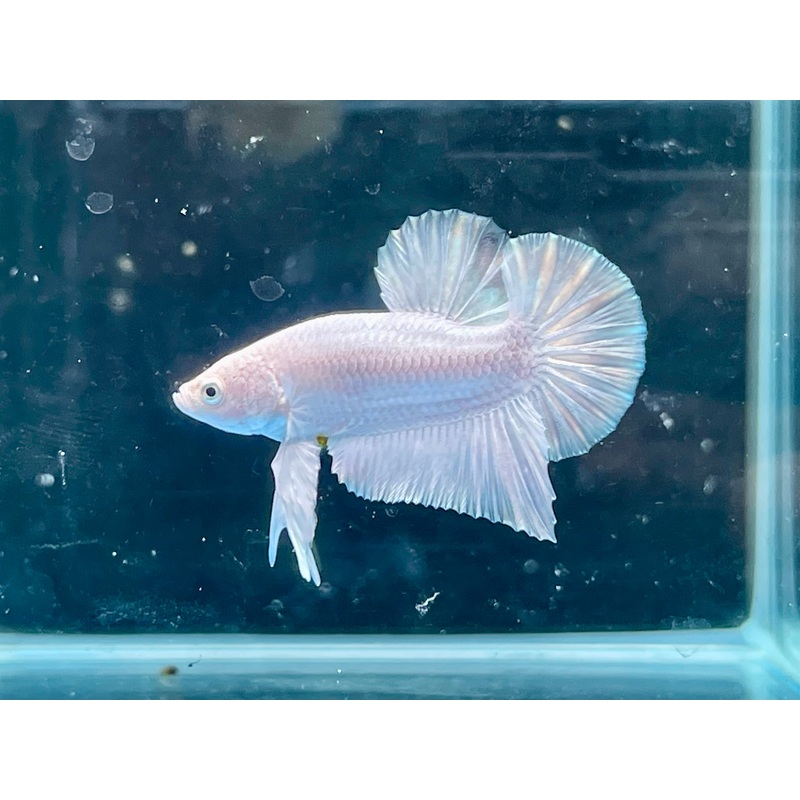 * Betta * Platinum White HMPK #P95 (Actual Fish)