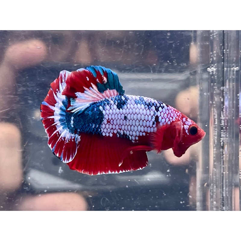 * Betta * Red Hellboy HMPK #P80 (Actual Fish)