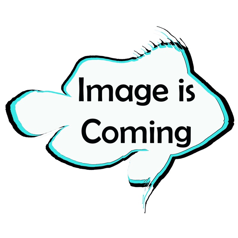 Twospot Bristletooth Tang – (No Online Purchases)