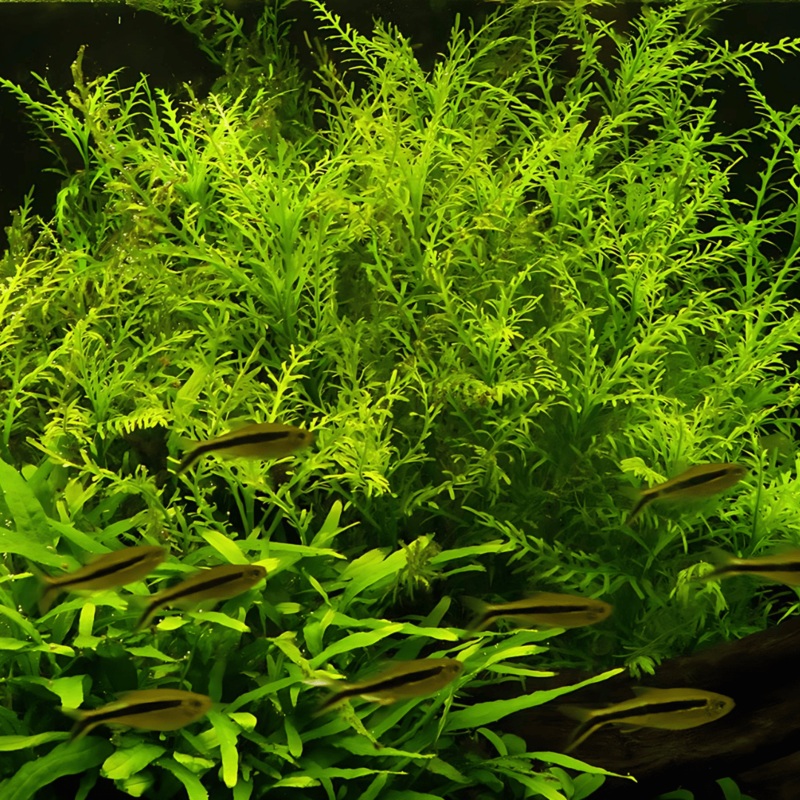 ADA IC496 Hygrophila Odora | TC Live Plant