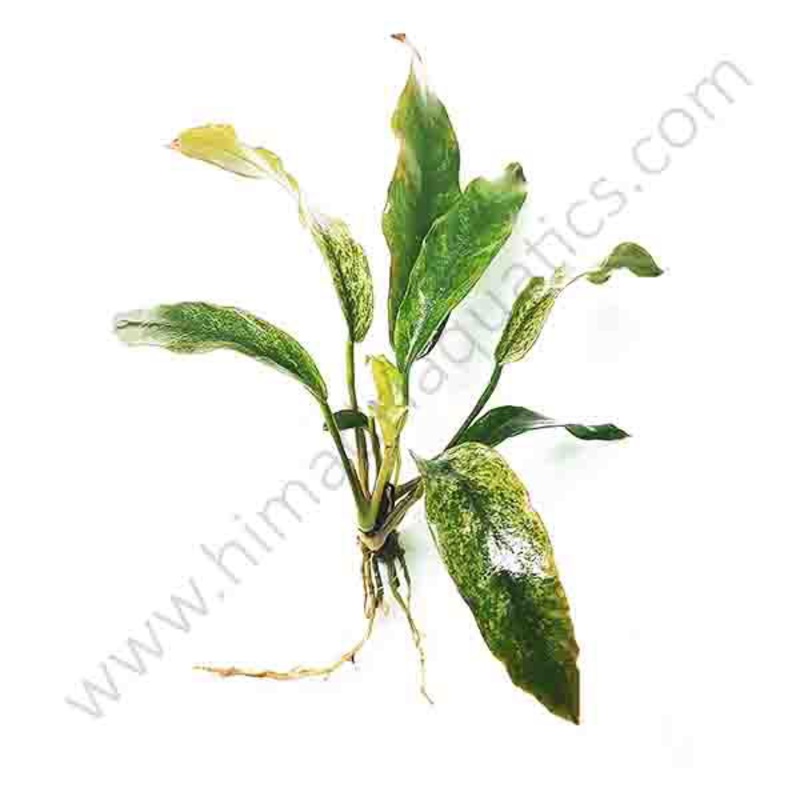 Anubias barteri var. glabra “variegated leaf” (single plant)