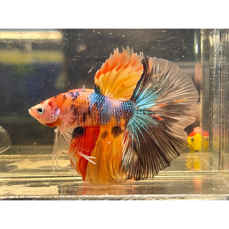 * Betta * Multicolour HM #HM68 (Actual Fish)