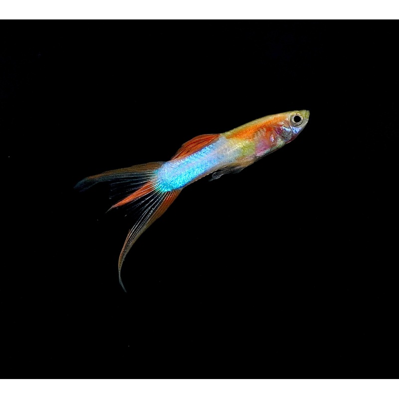 *RARE* Double Swords Red Wild Endler Guppy