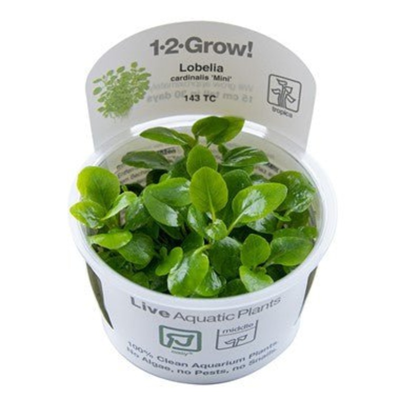 Tropica Lobelia cardinalis ‘Mini’ 1-2-Grow!