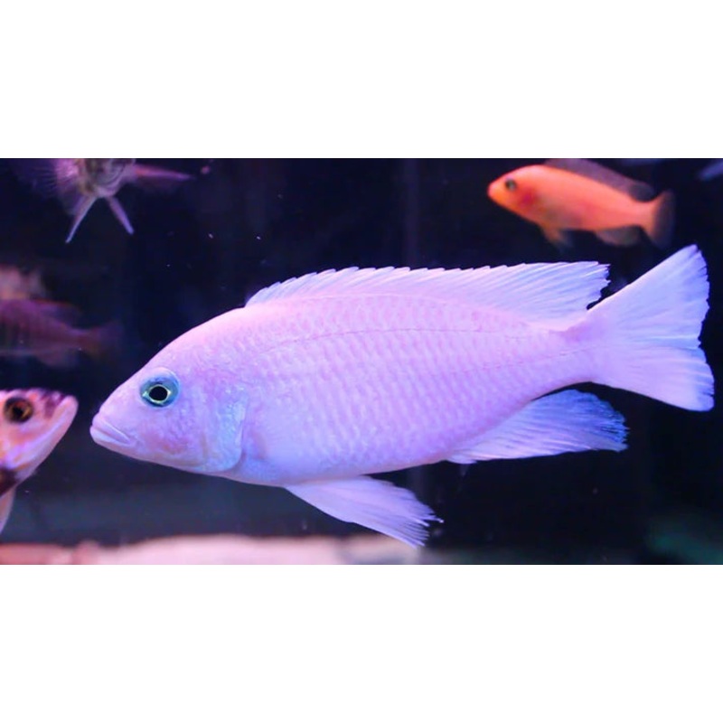 White Knight Fryeri – NZ Breed