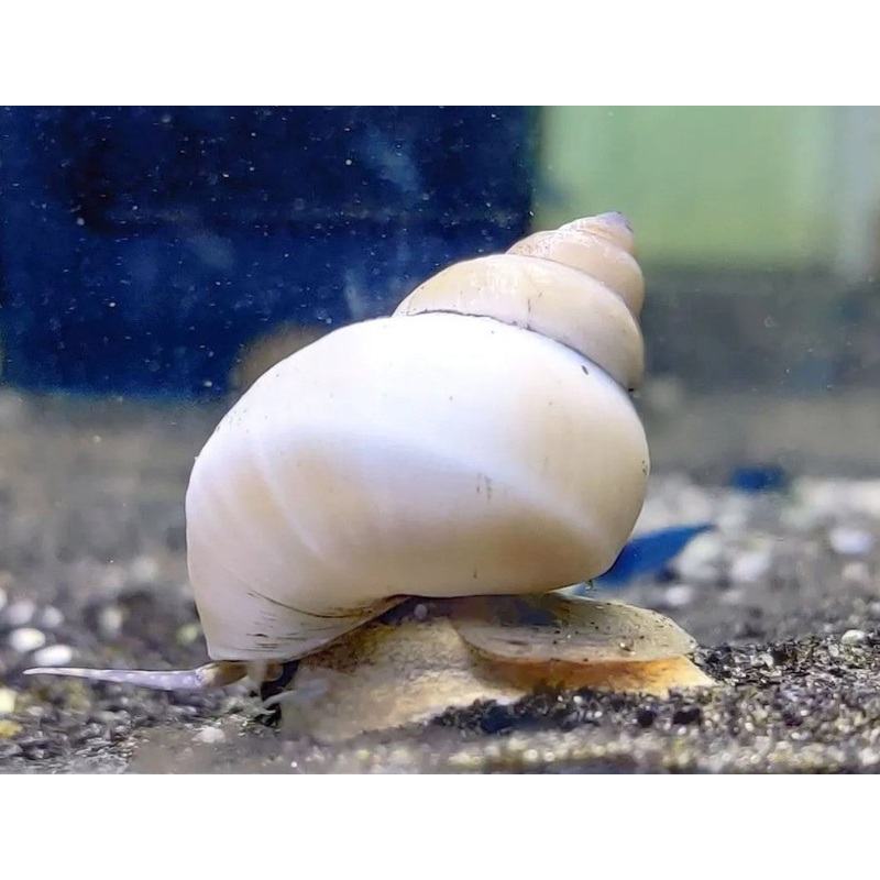 White wizard snails