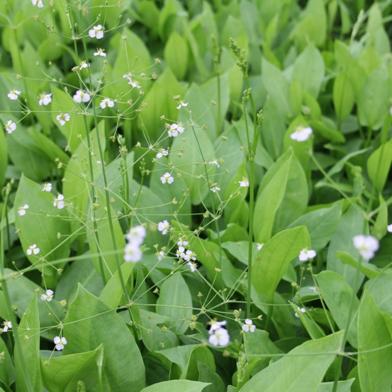 Alisma Plantago Aquaticum European Water Plantain 9cm Pack of three (3)