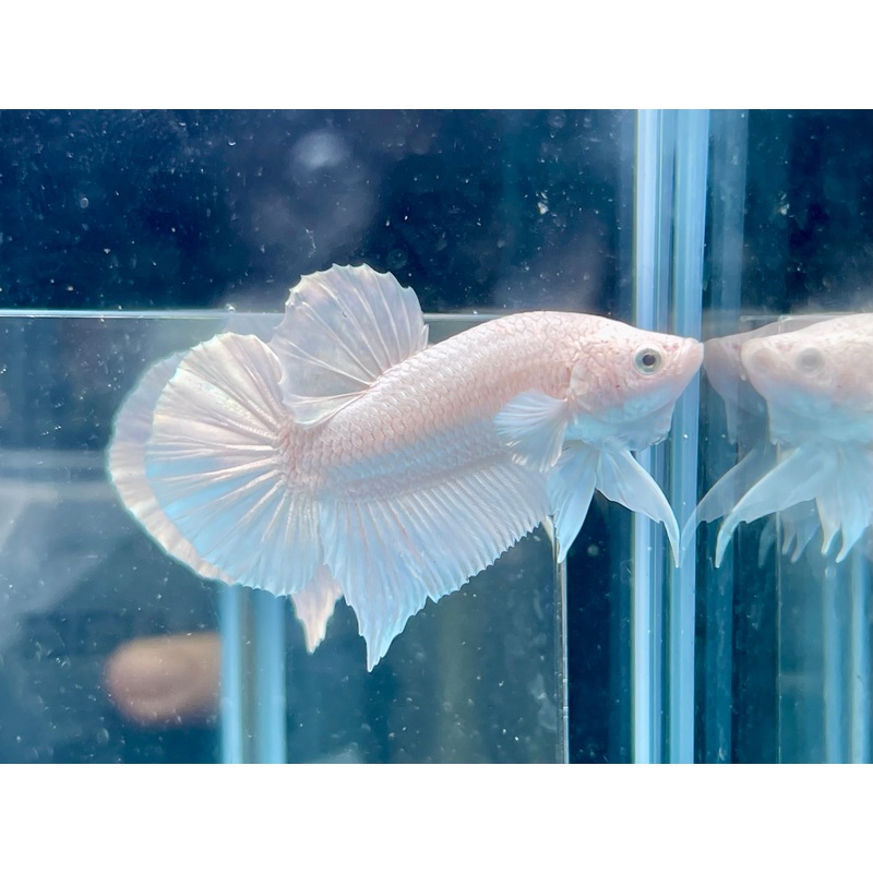 * Betta * Platinum White HMPK #W1 (Actual Fish)
